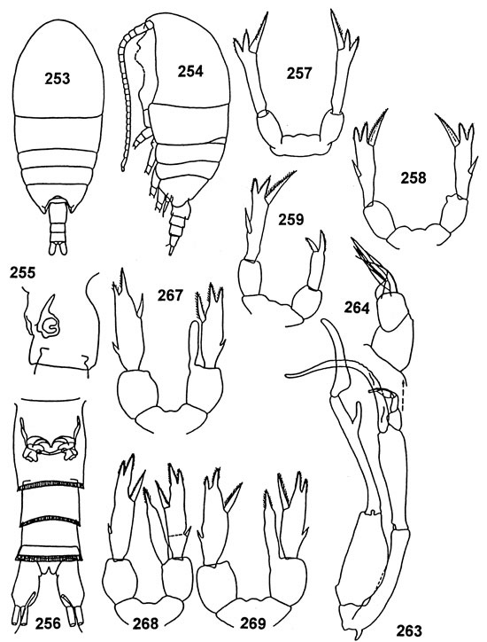 Espce Tharybis megalodactyla - Planche 2 de figures morphologiques