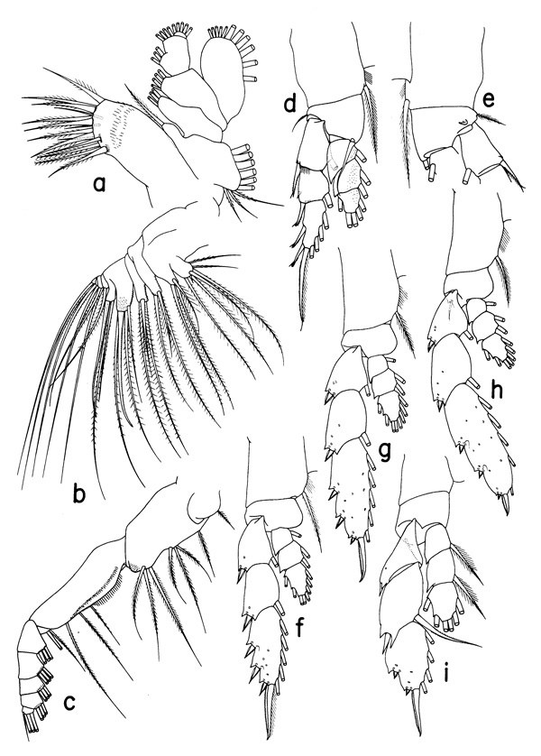 Espèce Disseta palumbii - Planche 2 de figures morphologiques