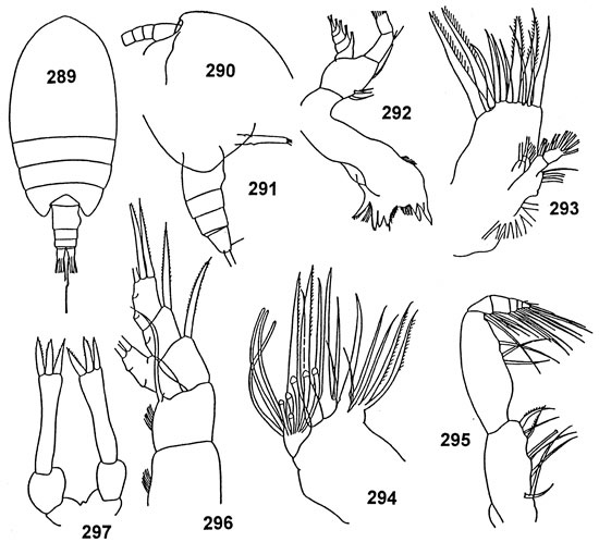 Espce Tharybis sagamiensis - Planche 3 de figures morphologiques