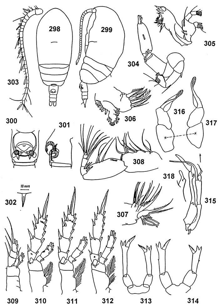Species Tharybis scaura - Plate 1 of morphological figures
