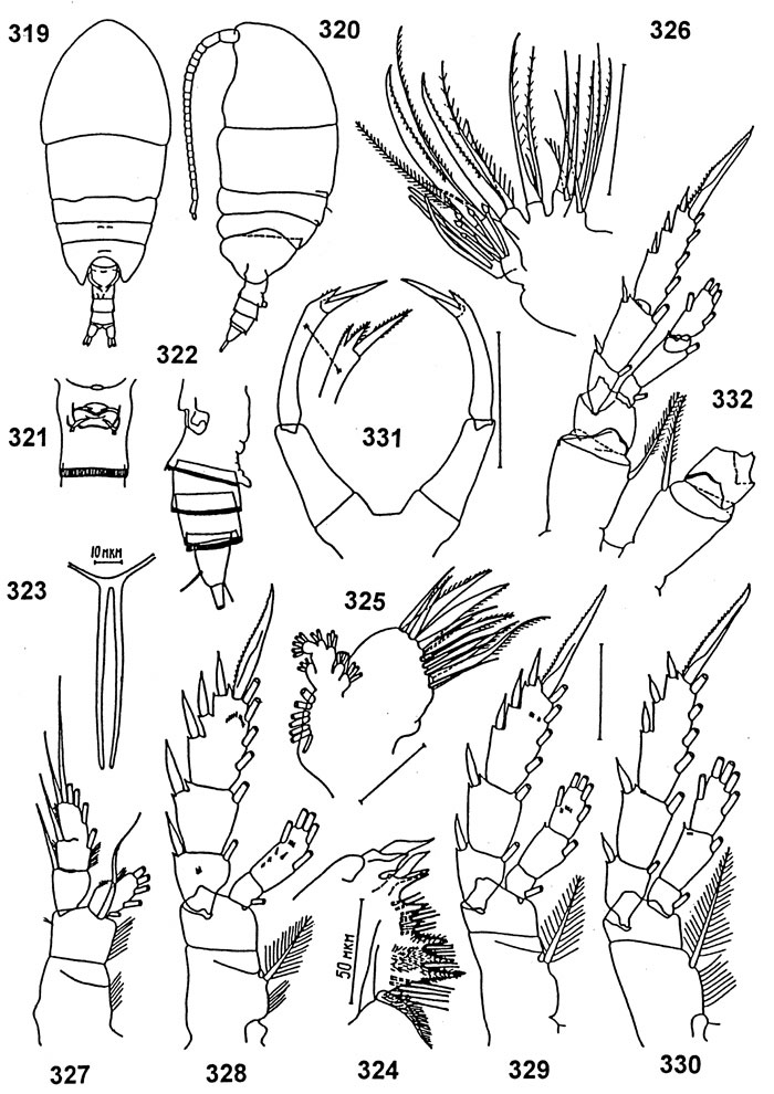 Espce Tharybis tuberosa - Planche 1 de figures morphologiques