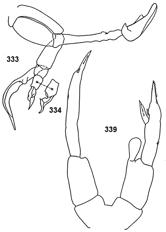 Espce Tharybis tuberosa - Planche 2 de figures morphologiques