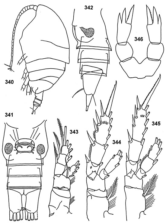 Espce Tharybis tumidula - Planche 1 de figures morphologiques