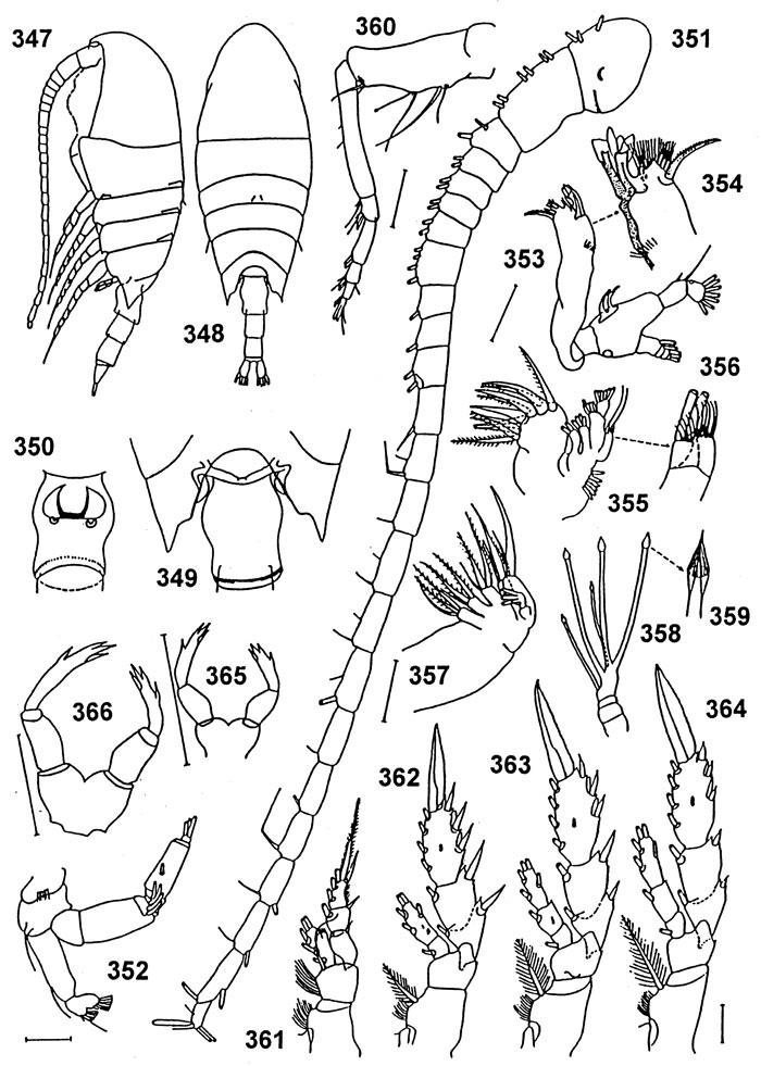 Species Undinella aculeata - Plate 2 of morphological figures