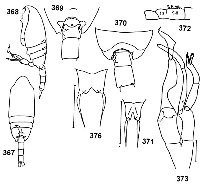 Espce Undinella aculeata - Planche 1 de figures morphologiques