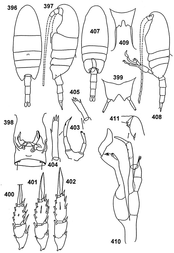 Species Undinella frontalis - Plate 1 of morphological figures