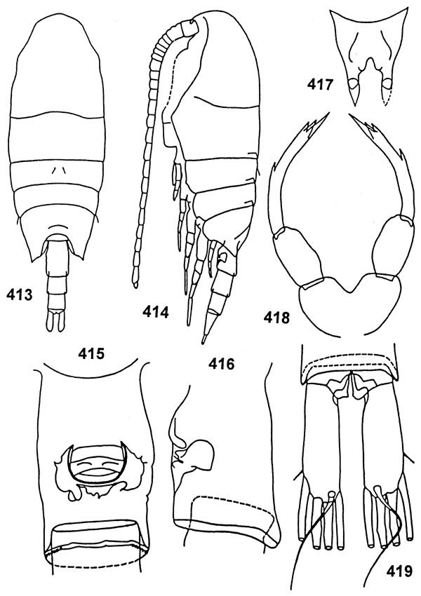 Espce Undinella gricei - Planche 4 de figures morphologiques