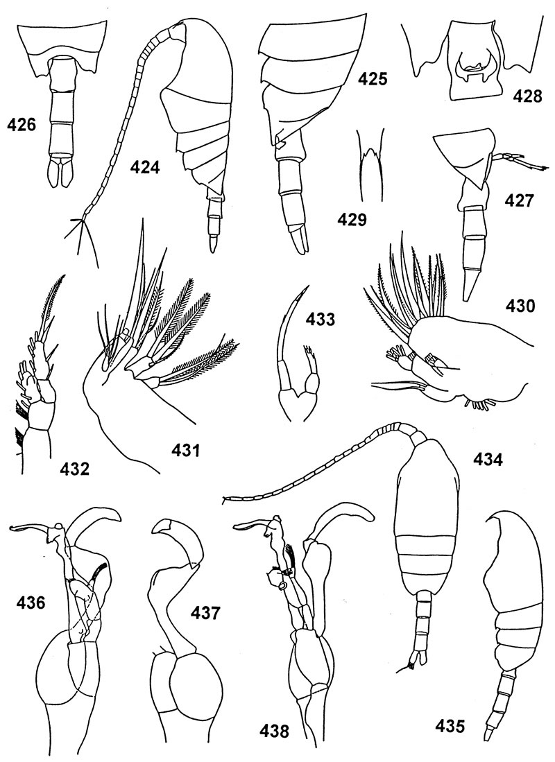 Species Undinella hampsoni - Plate 1 of morphological figures