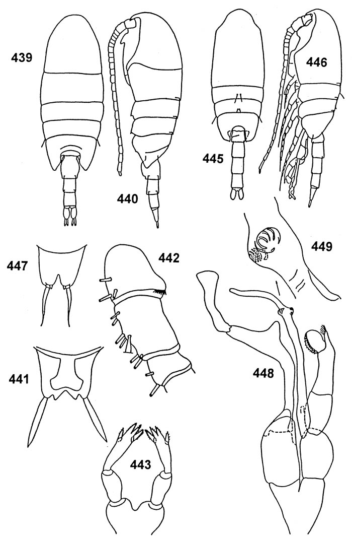 Espce Undinella oblonga - Planche 4 de figures morphologiques