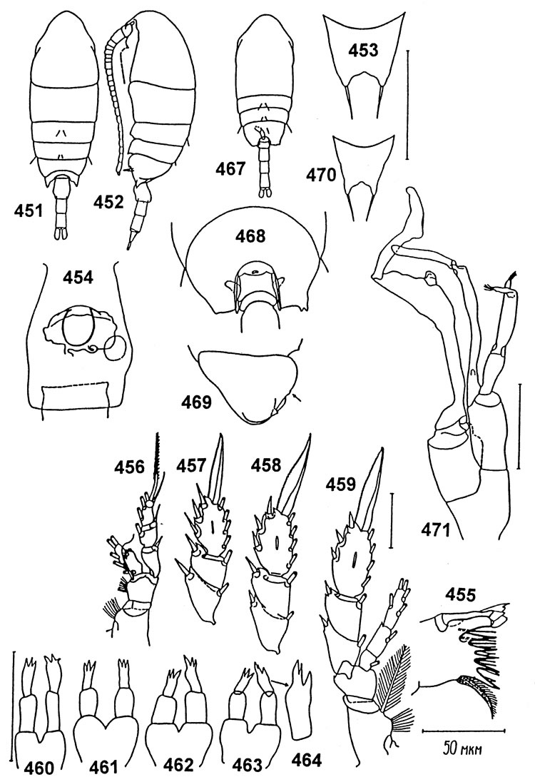 Espèce Undinella simplex - Planche 3 de figures morphologiques