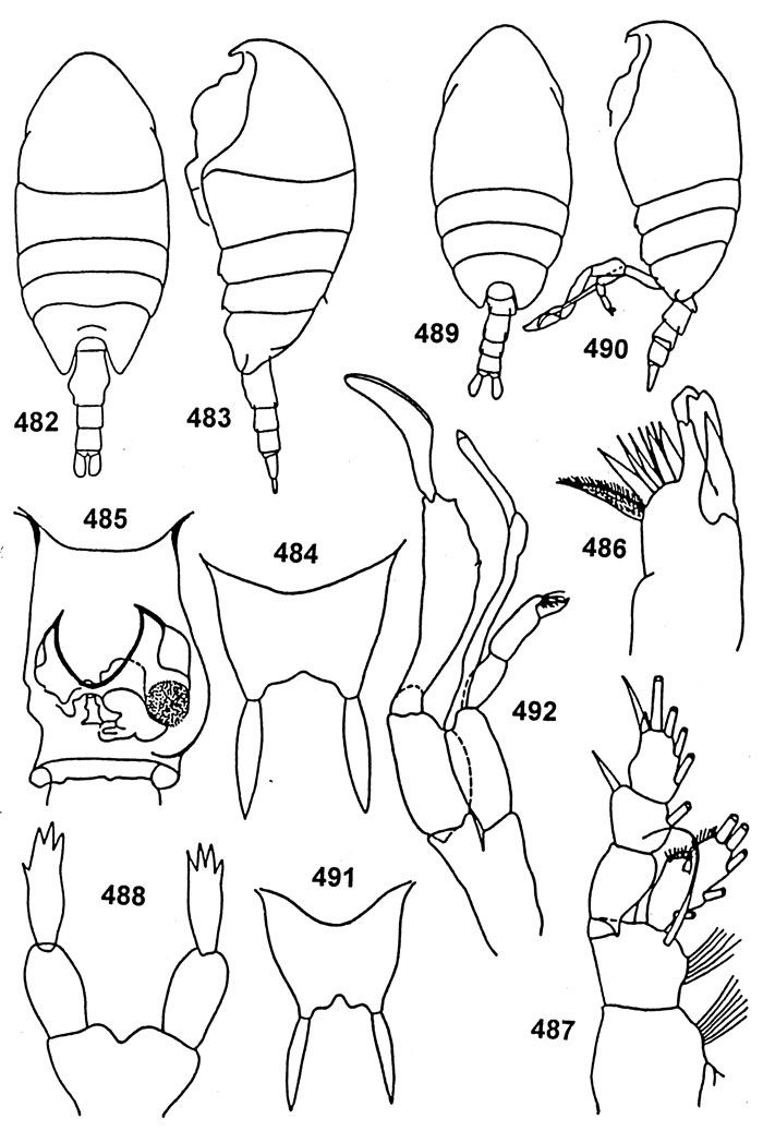 Espce Undinella stirni - Planche 4 de figures morphologiques