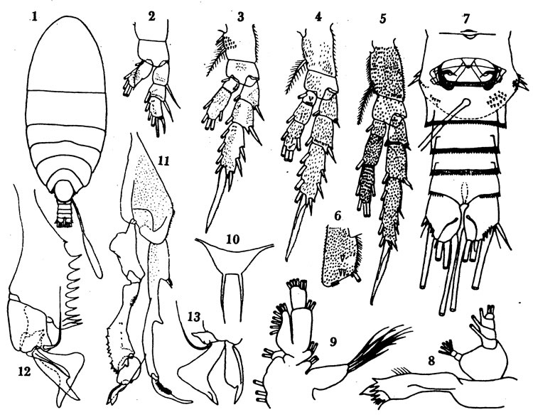 Espce Diaixis trunovi - Planche 2 de figures morphologiques