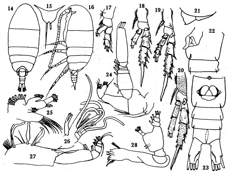 Species Diaixis pygmaea - Plate 3 of morphological figures