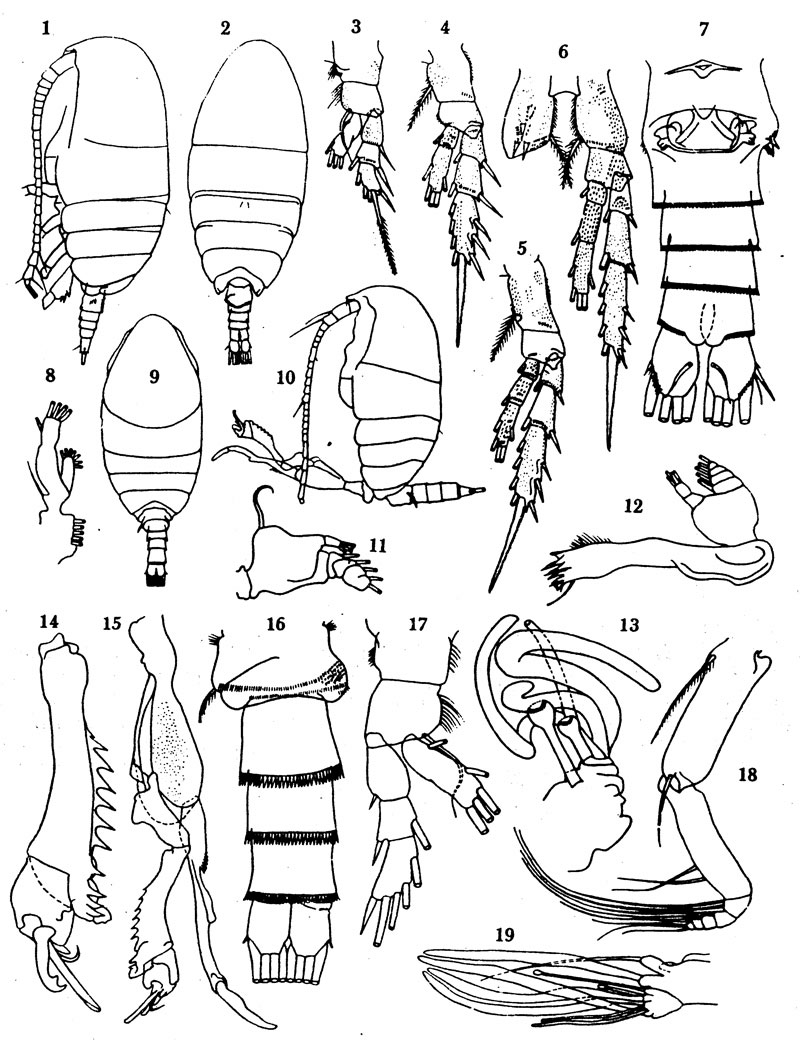 Species Diaixis gambiensis - Plate 2 of morphological figures