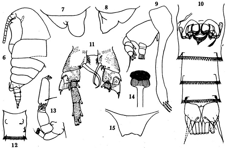 Species Diaixis asymmetrica - Plate 3 of morphological figures