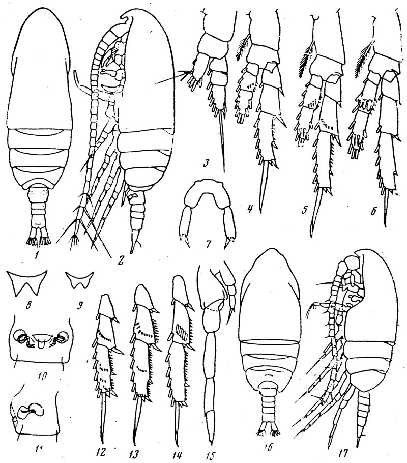 Species Parvocalanus elegans - Plate 1 of morphological figures