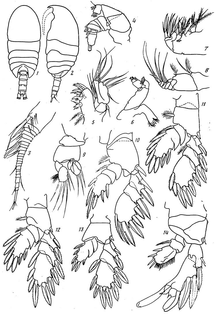 Espèce Platycopia robusta - Planche 1 de figures morphologiques