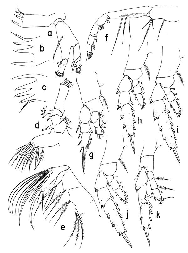 Species Heterostylites major - Plate 3 of morphological figures