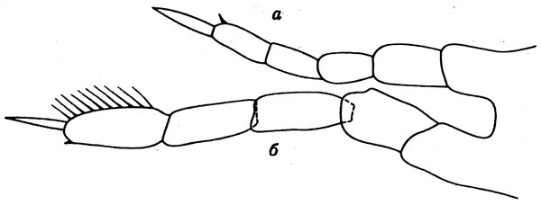 Species Mecynocera clausi - Plate 11 of morphological figures