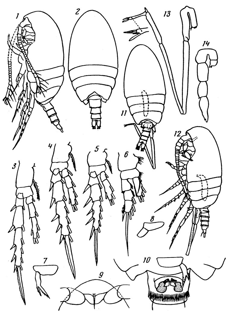 Species Mesaiokeras semiplenus - Plate 1 of morphological figures