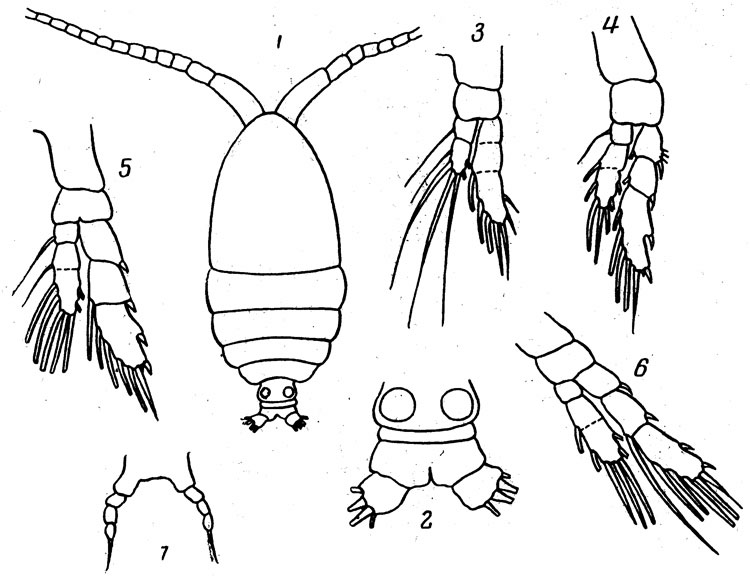 Espèce Calocalanus ovalis - Planche 1 de figures morphologiques