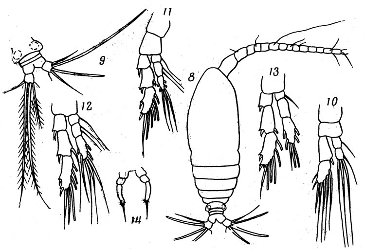 Species Calocalanus longisetosus - Plate 1 of morphological figures