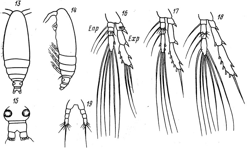Espèce Calocalanus africanus - Planche 1 de figures morphologiques