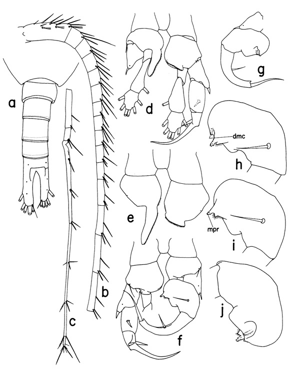 Espèce Heterostylites major - Planche 4 de figures morphologiques