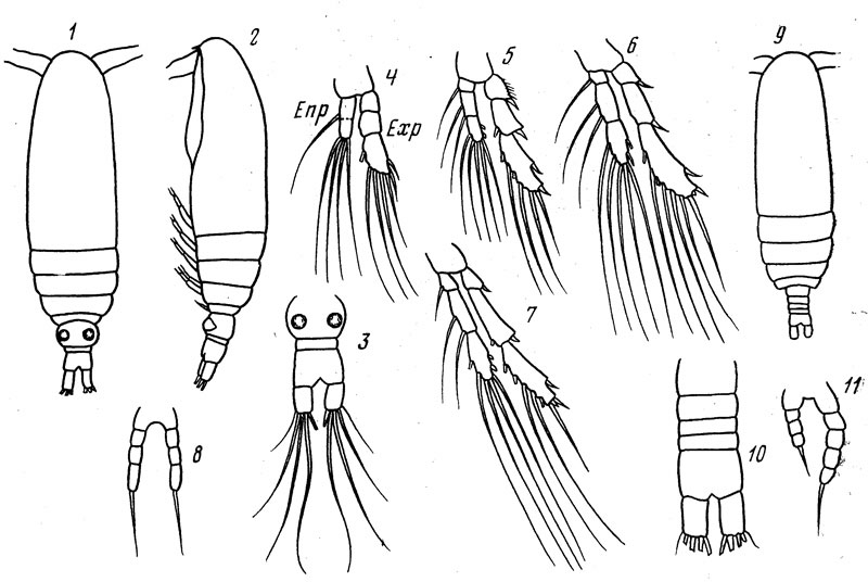 Species Calocalanus parelongatus - Plate 1 of morphological figures