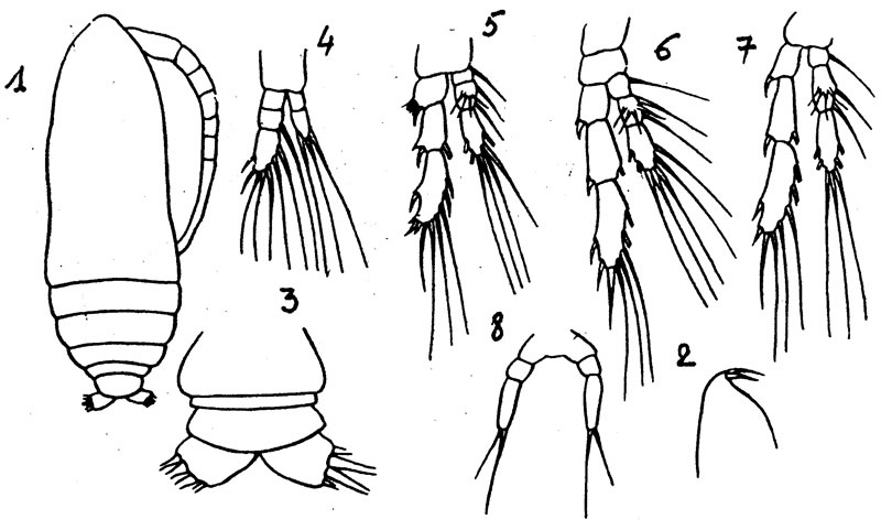 Espèce Calocalanus paracontractus - Planche 1 de figures morphologiques