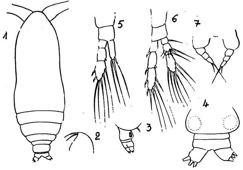 Espèce Calocalanus vitjazi - Planche 1 de figures morphologiques