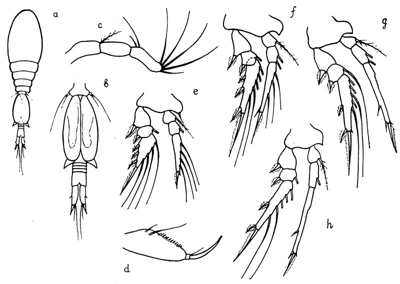 Species Spinoncaea ivlevi - Plate 9 of morphological figures