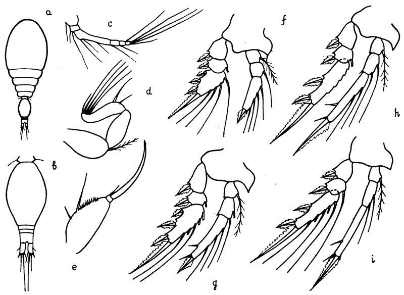 Species Oncaea prendeli - Plate 1 of morphological figures