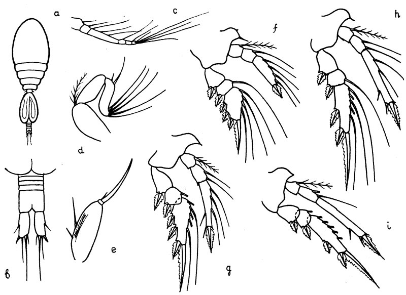 Species Oncaea prendeli - Plate 2 of morphological figures