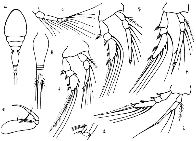 Species Oncaea zernovi - Plate 2 of morphological figures