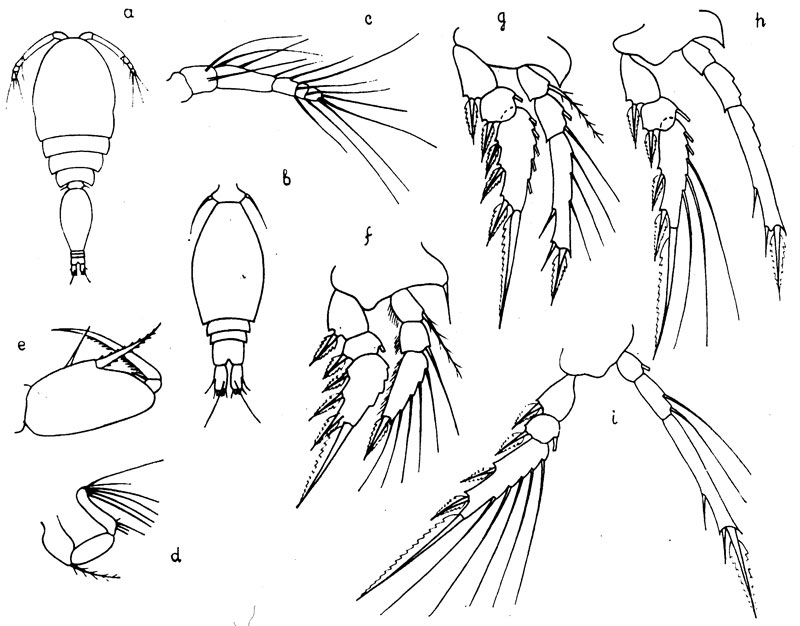 Species Oncaea tregoubovi - Plate 1 of morphological figures