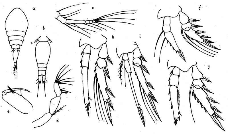 Espèce Oncaea bathyalis - Planche 1 de figures morphologiques