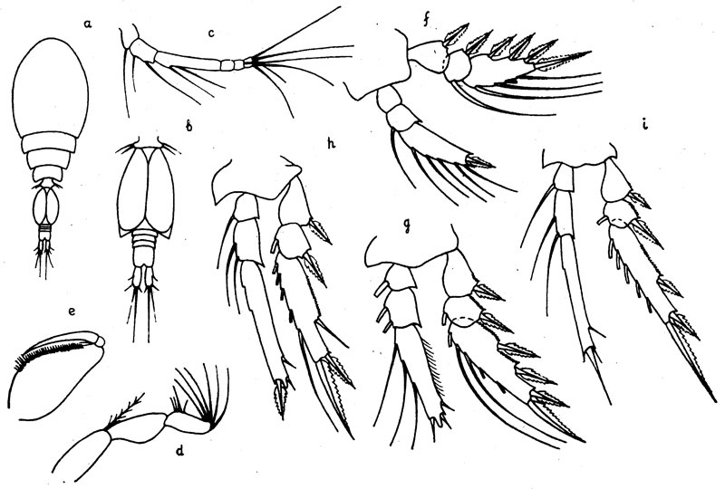 Espèce Oncaea parabathyalis - Planche 5 de figures morphologiques