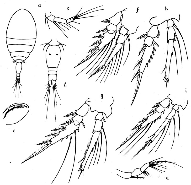 Species Oncaea longiseta - Plate 1 of morphological figures