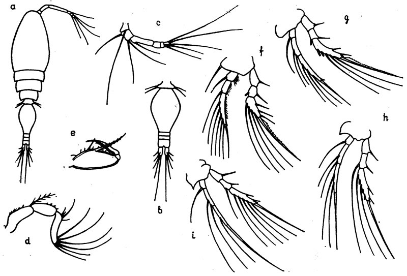 Species Oncaea brodskii - Plate 1 of morphological figures