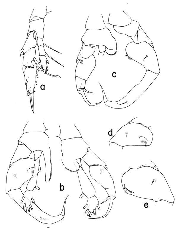 Species Heterostylites nigrotinctus - Plate 2 of morphological figures