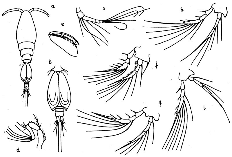 Species Oncaea brodskii - Plate 2 of morphological figures