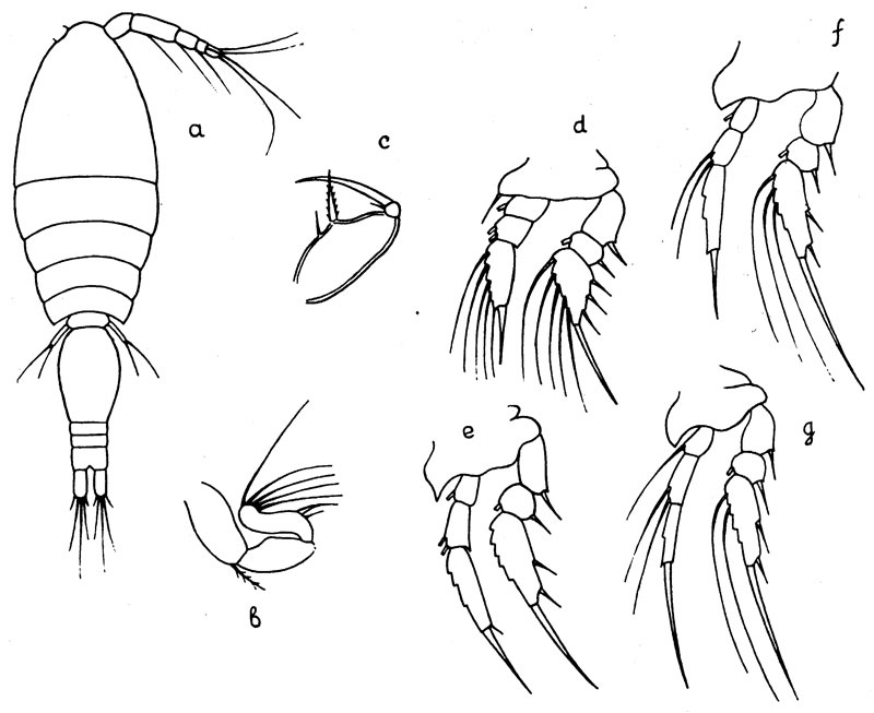 Species Oncaea longipes - Plate 1 of morphological figures