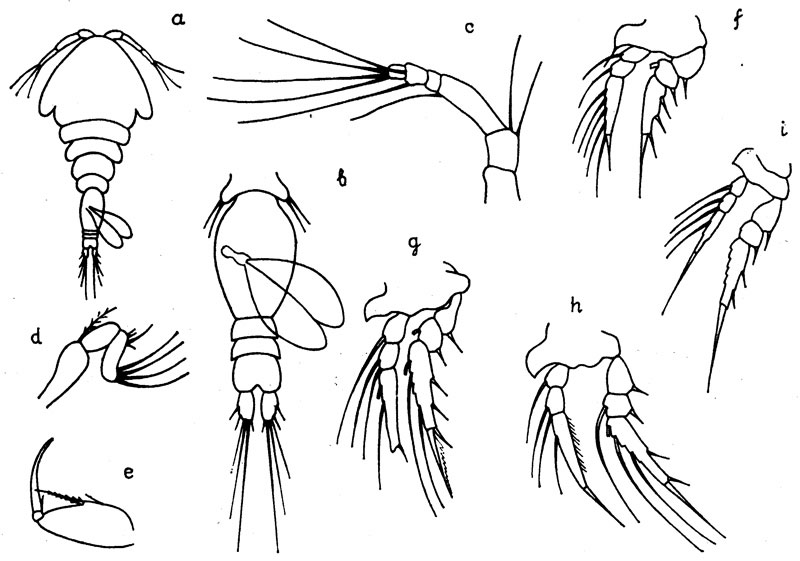 Species Oncaea minima - Plate 1 of morphological figures