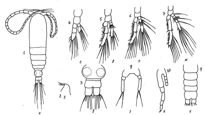 Species Calocalanus lomonosovi - Plate 1 of morphological figures