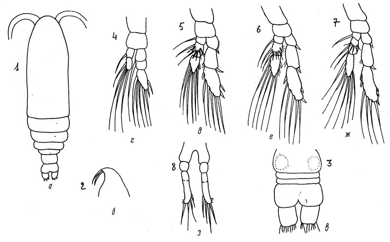 Espce Calocalanus atlanticus - Planche 1 de figures morphologiques