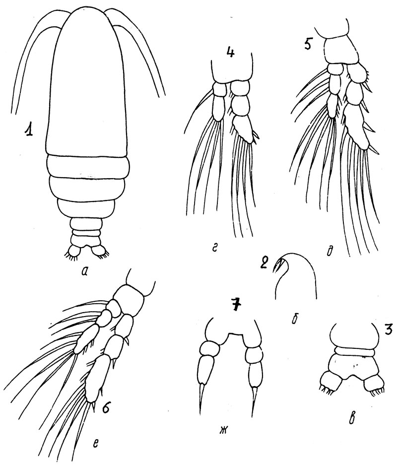 Species Calocalanus minor - Plate 1 of morphological figures
