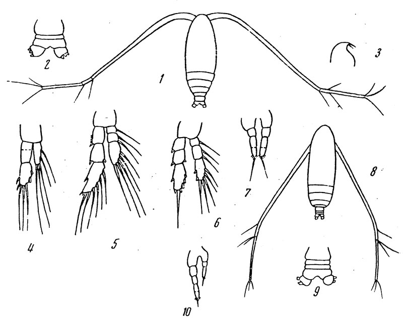 Espèce Calocalanus gresei - Planche 1 de figures morphologiques