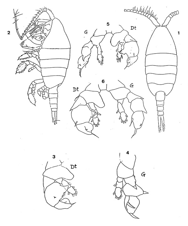 Species Paraheterorhabdus (Paraheterorhabdus) farrani - Plate 2 of morphological figures