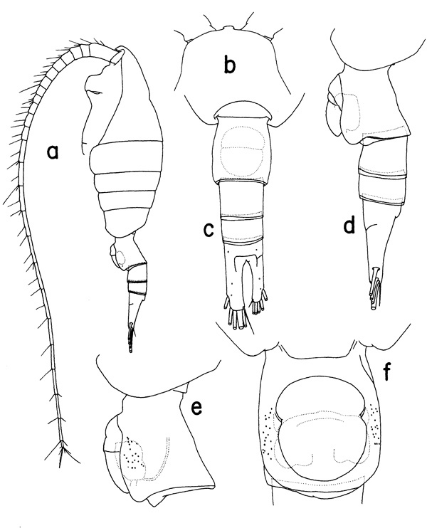 Espèce Heterostylites longicornis - Planche 1 de figures morphologiques